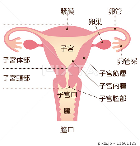 そもそも月経 生理 とは 愛知県尾張旭市の接骨院わが家